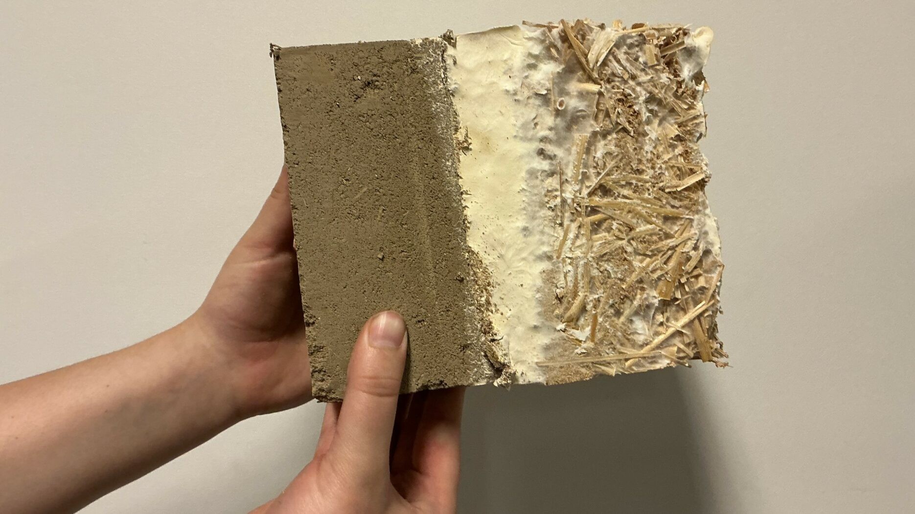 BC_mycélium(Elisa_Hofmann)