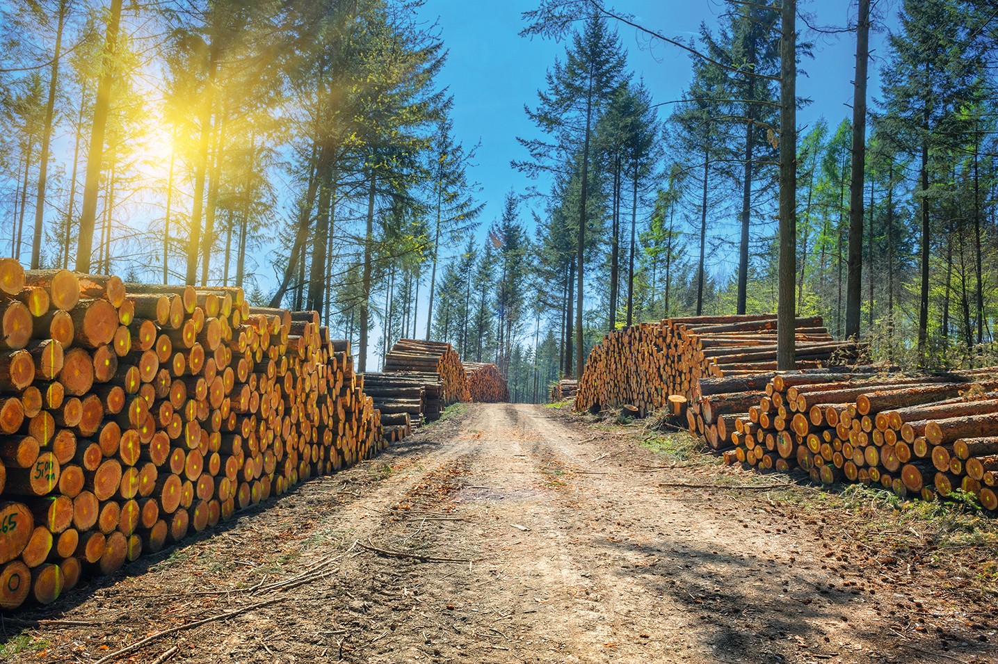 Sur l'ensemble du bois acheté en Europe, un quart peut être lié à des achats publics.  