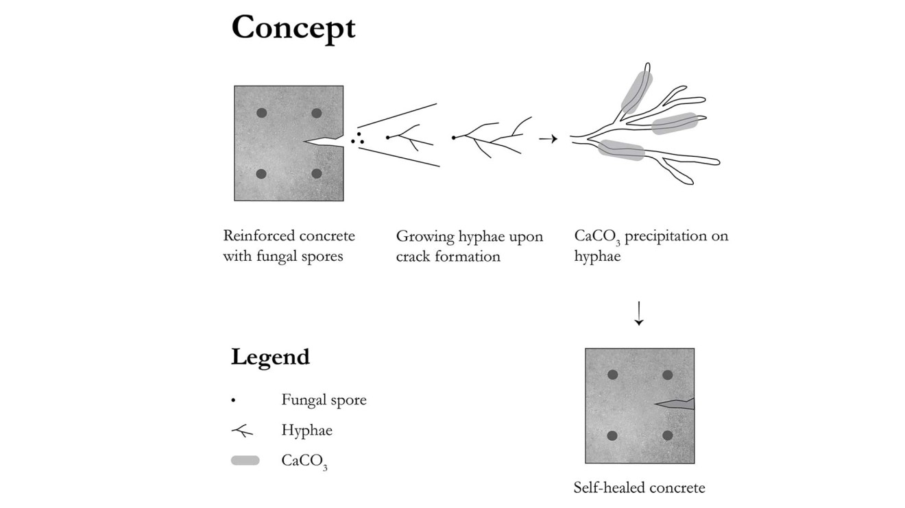 Schematische-voorstelling-van-het-concept