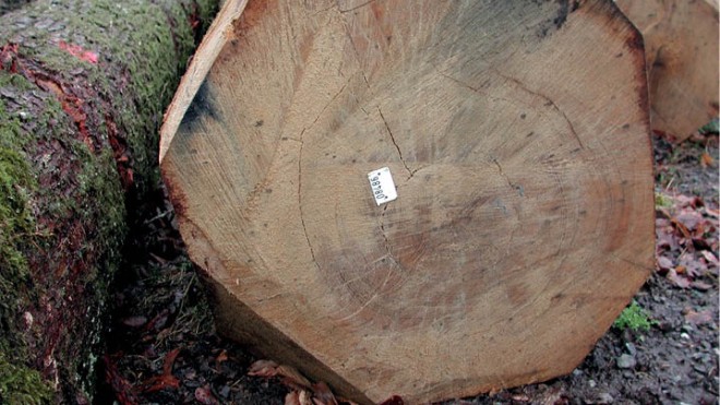 Nouveau cahier des charges pour les  ventes de bois en forêt soumise