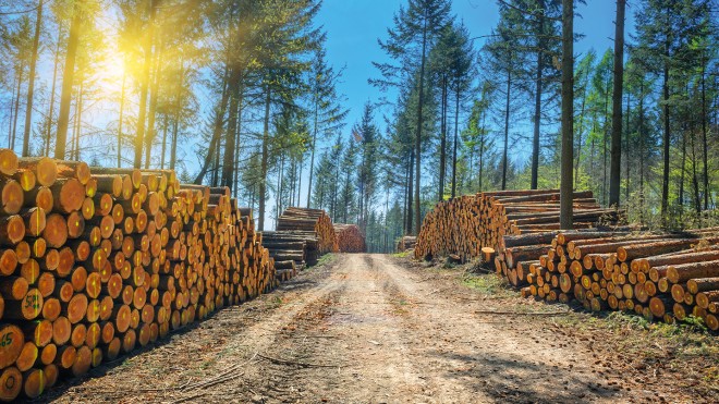 Sur l'ensemble du bois acheté en Europe, un quart peut être lié à des achats publics.  